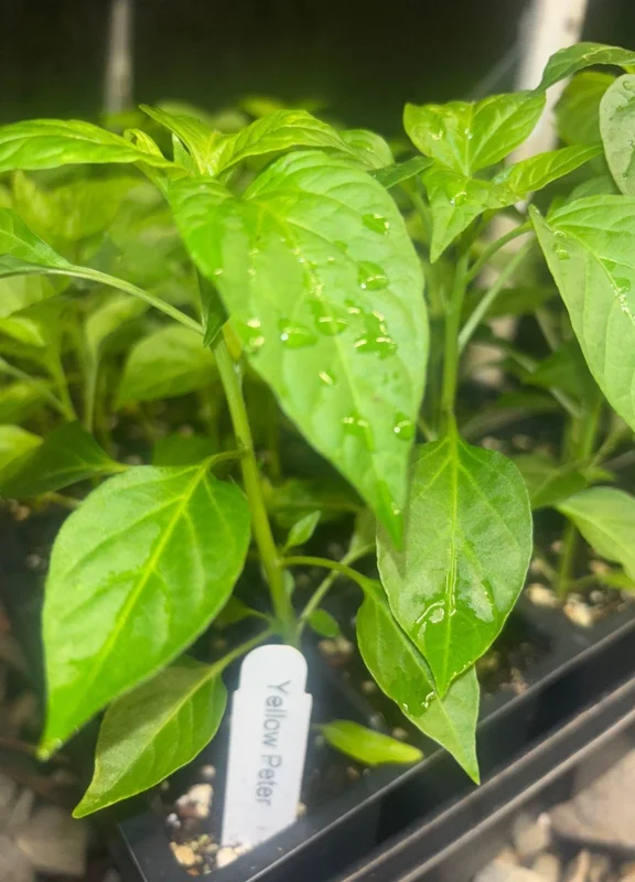 Lot of 3 Hot Yellow Peter Pepper Live Plants - Organic Chili Vegetable Lot of 3 Hot Yellow Peter Pepper Live Plants - Organic Chili Vegetable - Image 2