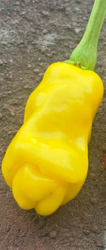 Lot of 3 Hot Yellow Peter Pepper Live Plants - Organic Chili Vegetable Lot of 3 Hot Yellow Peter Pepper Live Plants - Organic Chili Vegetable - Image 1