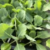 Lot Of 4 'Golden Cross' Cabbage Live Plants 6 Inches 75+ Days Old Lot Of 4 'Golden Cross' Cabbage Live Plants 6 Inches 75+ Days Old - Image 1