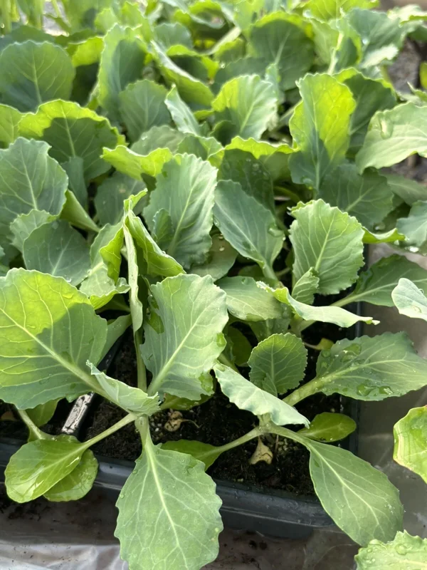 Lot Of 4 'Golden Cross' Cabbage Live Plants 6 Inches 75+ Days Old Lot Of 4 'Golden Cross' Cabbage Live Plants 6 Inches 75+ Days Old - Image 1