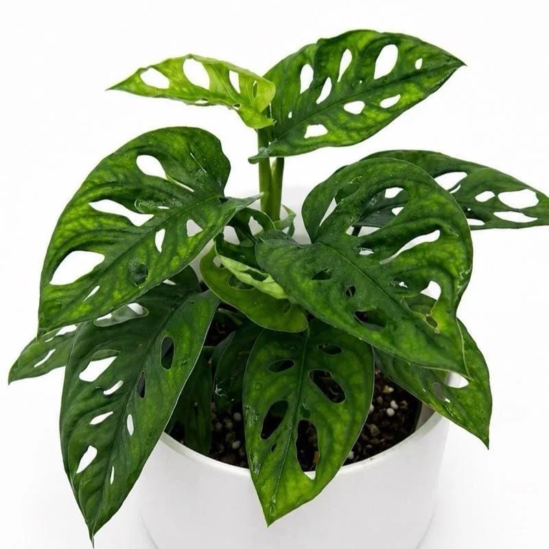 Low Light Plant Bundle – 3 Easy-Care House Plants – Live Indoor Plant Collection Low Light Plant Bundle – 3 Easy-Care House Plants – Live Indoor Plant Collection - Image 3