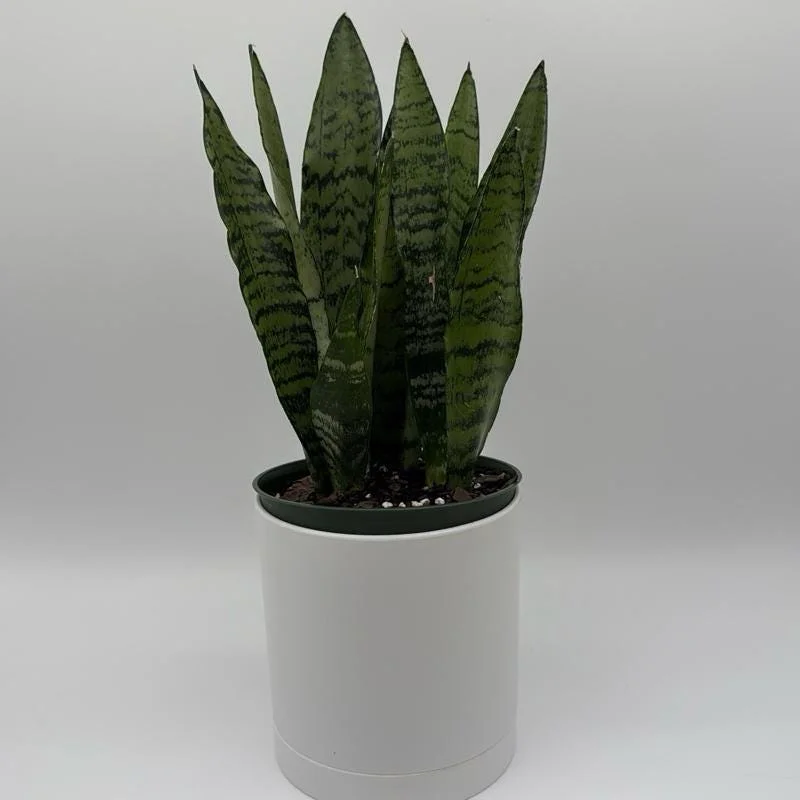 Low Light Plant Bundle – 3 Easy-Care House Plants – Live Indoor Plant Collection Low Light Plant Bundle – 3 Easy-Care House Plants – Live Indoor Plant Collection - Image 4
