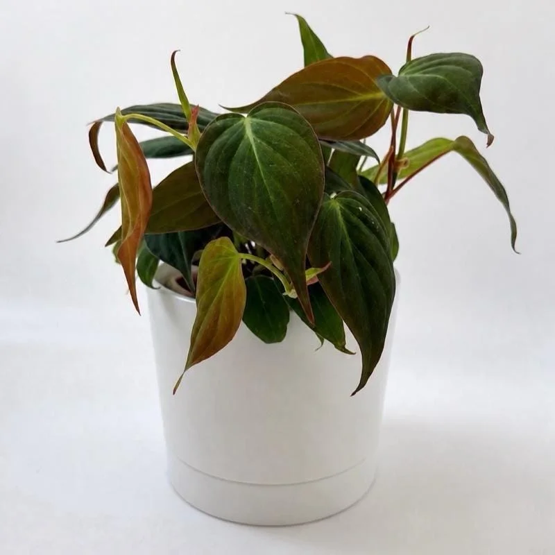 Low Light Plant Bundle – 3 Easy-Care House Plants – Live Indoor Plant Collection Low Light Plant Bundle – 3 Easy-Care House Plants – Live Indoor Plant Collection - Image 5