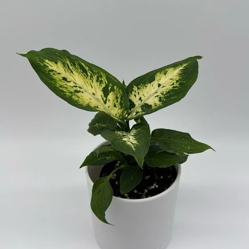 Low Light Plant Bundle – 3 Easy-Care House Plants – Live Indoor Plant Collection Low Light Plant Bundle – 3 Easy-Care House Plants – Live Indoor Plant Collection - Image 7