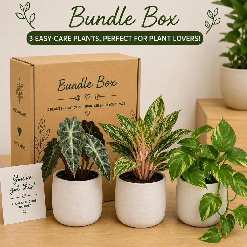 Low Light Plant Bundle – 3 Easy-Care House Plants – Live Indoor Plant Collection Low Light Plant Bundle – 3 Easy-Care House Plants – Live Indoor Plant Collection - Image 8