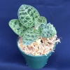 Macodes Petola Jewel Orchid Live Plant - 2.5 inch Pot - Indoor Macodes Petola Jewel Orchid Live Plant - 2.5 inch Pot - Indoor - Image 1