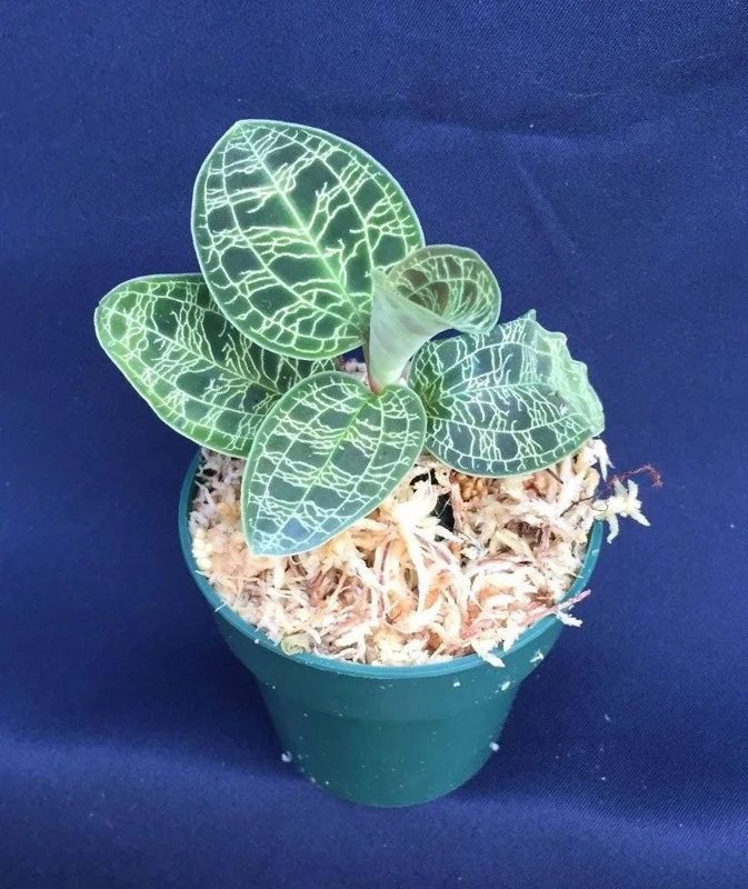 Macodes petola Jewel Orchid Live Plant – Rooted, 2.5" Pot, Indoor - Image 1