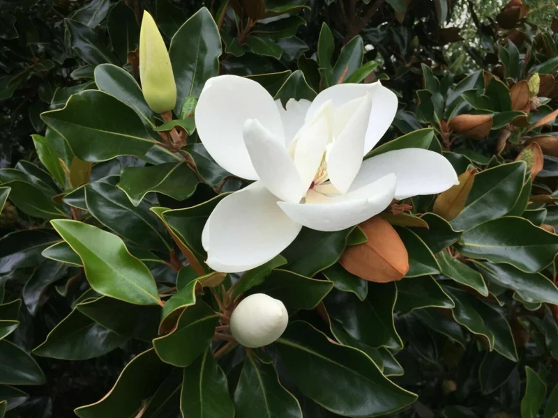 Magnolia Grandiflora Southern Magnolia Tree - Live Outdoor Plant Magnolia Grandiflora Southern Magnolia Tree - Live Outdoor Plant - Image 2