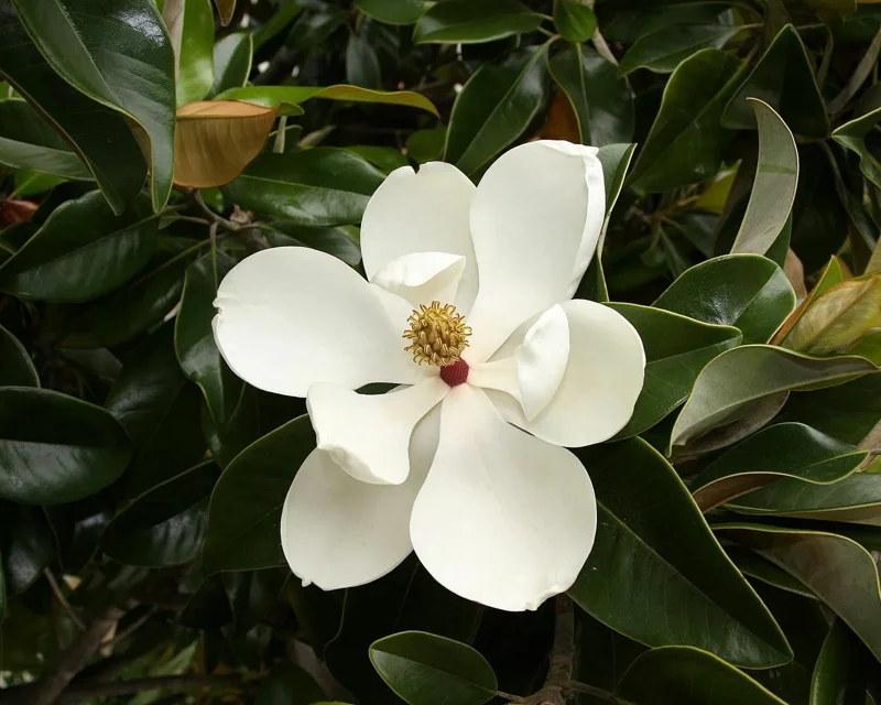 Magnolia Grandiflora Southern Magnolia Tree - Live Outdoor Plant Magnolia Grandiflora Southern Magnolia Tree - Live Outdoor Plant - Image 1