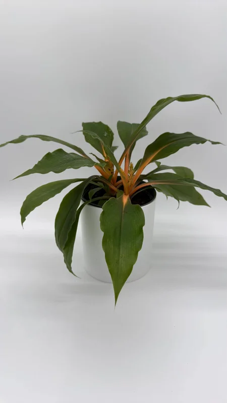 Mandarin Orange Chlorophytum Live Plant - 6 inch Pot - Indoor - Image 2