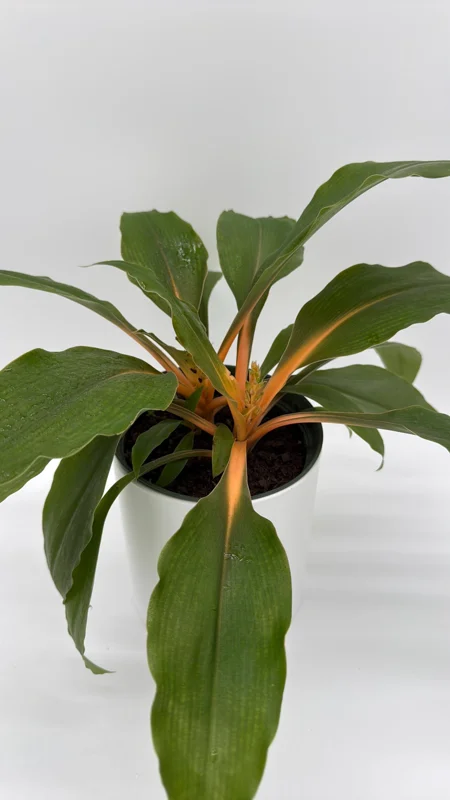 Mandarin Orange Chlorophytum Live Plant - 6 inch Pot - Indoor - Image 1