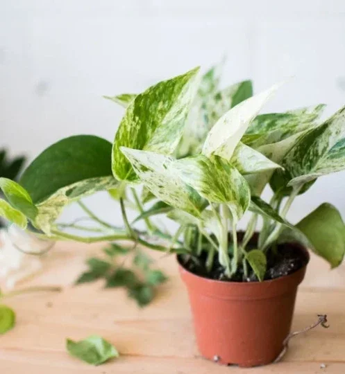 Marble Queen Pothos Live Plant - 4 inch Pot, Well-Rooted Devil's Ivy Vine - Image 2