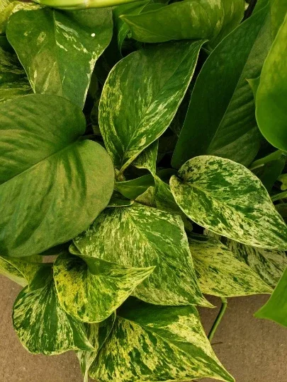 Marble Queen Pothos Live Plant - Easy Care Indoor Houseplant - Devil's Ivy - Image 2