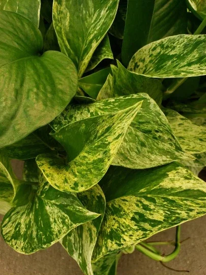 Marble Queen Pothos Live Plant - Easy Care Indoor Houseplant - Devil's Ivy - Image 1