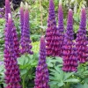 Masterpiece Lupine Seeds – 25 Count Perennial Flower Seeds – Hardy Outdoor - Image 1