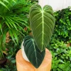 Melanochrysum Philodendron Live Plant 4-7 Inch - Easy Care Indoor Houseplant - Image 1