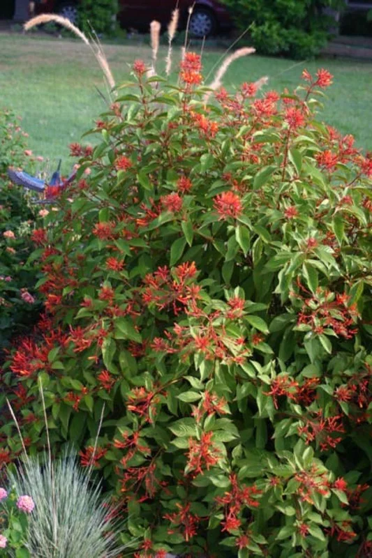 Mexican Firebush Compacta Live Plant – 1 Gallon – Outdoor Shrub Mexican Firebush Compacta Live Plant – 1 Gallon – Outdoor Shrub - Image 2