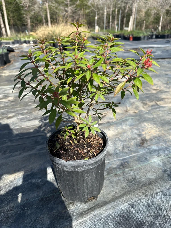 Mexican Firebush Compacta Live Plant – 1 Gallon – Outdoor Shrub Mexican Firebush Compacta Live Plant – 1 Gallon – Outdoor Shrub - Image 3