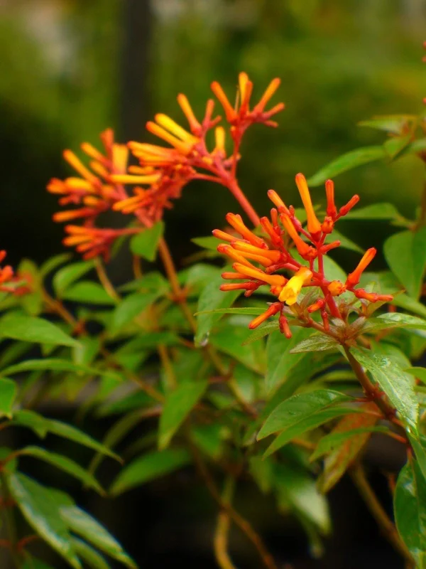 Mexican Firebush Compacta Live Plant – 1 Gallon – Outdoor Shrub Mexican Firebush Compacta Live Plant – 1 Gallon – Outdoor Shrub - Image 1