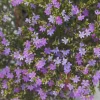 Mexican Heather Live Plant - Purple Bloom - 4" Container - Outdoor - Image 1