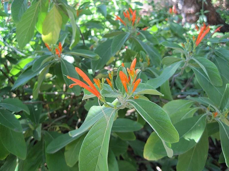 Mexican Honeysuckle Live Plant – 1 Gallon Pot – Indoor/Outdoor Shrub Mexican Honeysuckle Live Plant – 1 Gallon Pot – Indoor/Outdoor Shrub - Image 2