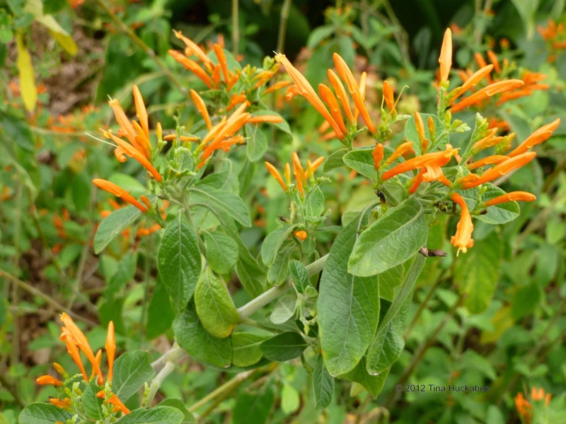 Mexican Honeysuckle Live Plant – 1 Gallon Pot – Indoor/Outdoor Shrub Mexican Honeysuckle Live Plant – 1 Gallon Pot – Indoor/Outdoor Shrub - Image 3