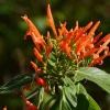 Mexican Honeysuckle Live Plant – 1 Gallon Pot – Indoor/Outdoor Shrub Mexican Honeysuckle Live Plant – 1 Gallon Pot – Indoor/Outdoor Shrub - Image 1