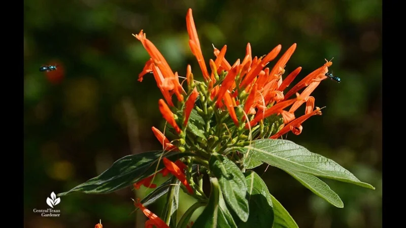 Mexican Honeysuckle Live Plant – 1 Gallon Pot – Indoor/Outdoor Shrub Mexican Honeysuckle Live Plant – 1 Gallon Pot – Indoor/Outdoor Shrub - Image 1