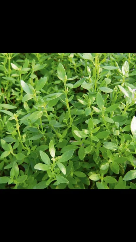 Mexican Oregano Live Plant – 1 Gallon Pot – Culinary Herb for Indoor/Outdoor - Image 2