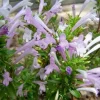 Mexican Oregano Live Plant - 4in Pot - Culinary Herb for Indoor/Outdoor - Image 1