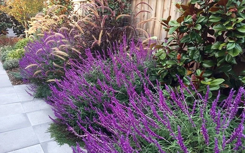 Mexican Sage 'Santa Barbara' Live Starter Plant - Drought Tolerant Flowers Mexican Sage 'Santa Barbara' Live Starter Plant - Drought Tolerant Flowers - Image 3