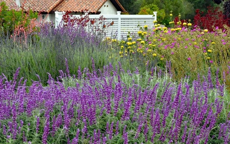 Mexican Sage 'Santa Barbara' Live Starter Plant - Drought Tolerant Flowers Mexican Sage 'Santa Barbara' Live Starter Plant - Drought Tolerant Flowers - Image 4