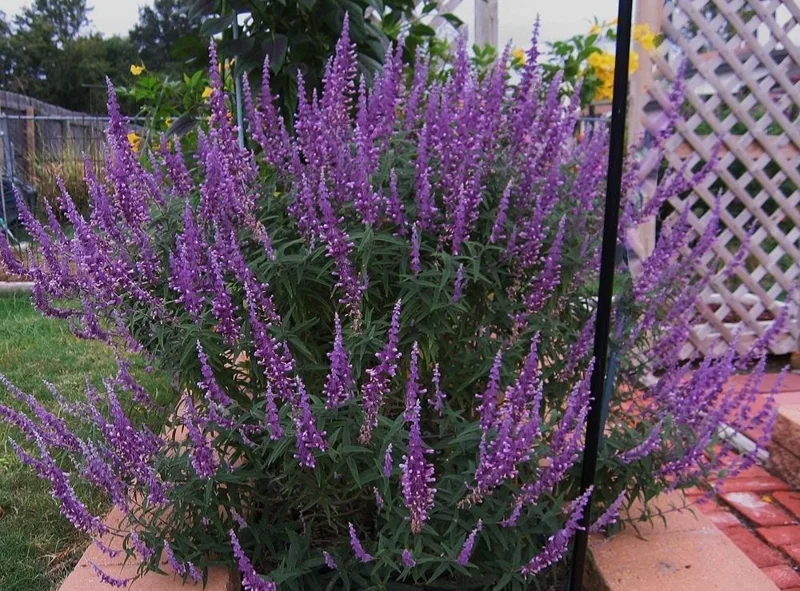 Mexican Sage 'Santa Barbara' Live Starter Plant - Drought Tolerant Flowers Mexican Sage 'Santa Barbara' Live Starter Plant - Drought Tolerant Flowers - Image 5