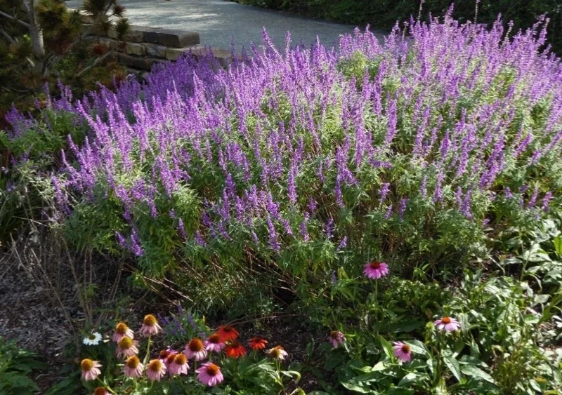 Mexican Sage 'Santa Barbara' Live Starter Plant - Drought Tolerant Flowers - Image 1