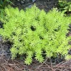 Mexican Sedum Live Plant – 1 Gallon Pot – Outdoor Succulent Mexican Sedum Live Plant – 1 Gallon Pot – Outdoor Succulent - Image 1