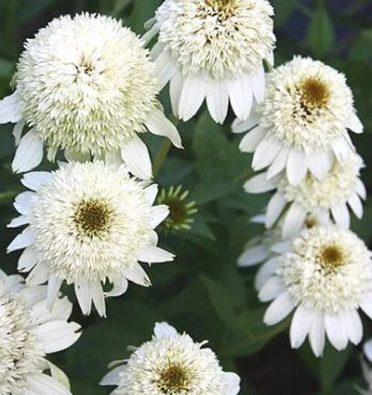 Milkshake Coneflower Seeds - Echinacea Perennial Flowers - 50 Count - Image 1