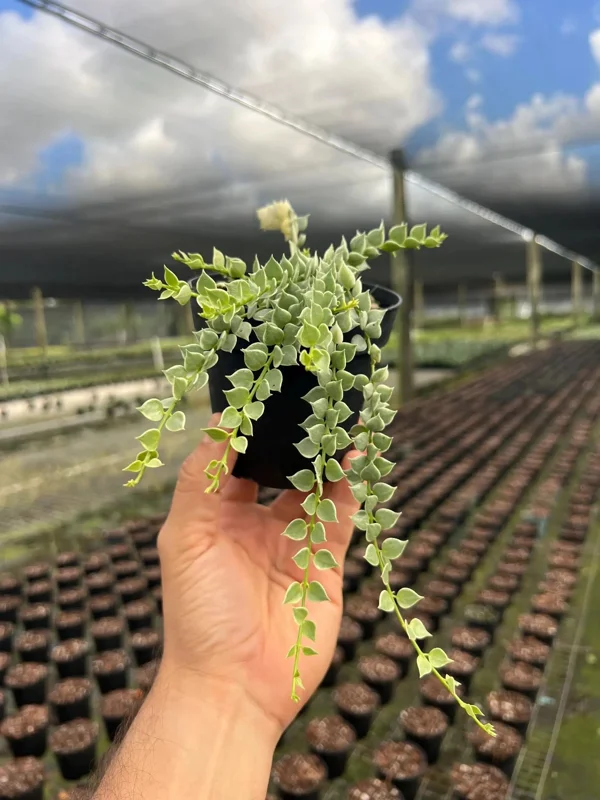 Million Hearts Dischidia Live Plant - 4" Pot - Indoor Hanging Vine - Image 1