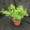 Ming Fern Live Plant - Asparagus Myriocladus - 3" Pot - Indoor Foliage Ming Fern Live Plant - Asparagus Myriocladus - 3" Pot - Indoor Foliage - Image 1