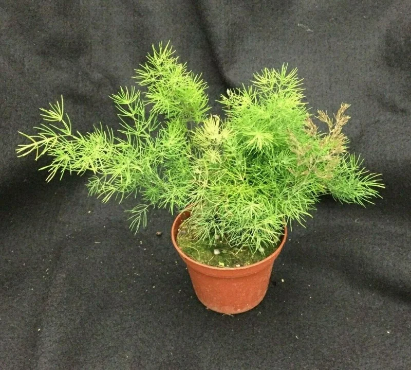 Ming Fern Live Plant - Asparagus Myriocladus - Rooted in 3 inch Pot - Indoor - Image 1