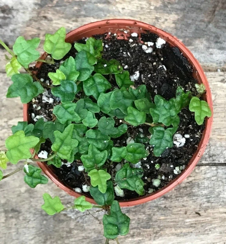 Miniature Creeping Fig Live Plant (Ficus Pumila Quercifolia) - Indoor/Outdoor Vine - Image 2