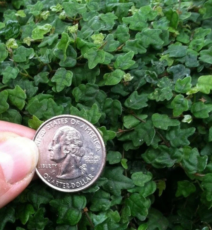 Miniature Creeping Fig Live Plant (Ficus Pumila Quercifolia) - Indoor/Outdoor Vine - Image 1