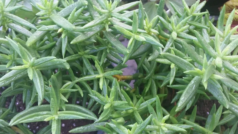 Miniature Pine Tree Crassula Tetragona Live Plant 2 Inch Pot Indoor Succulent - Image 2