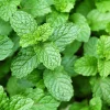 Mint Herb Live Plant - Fresh Edible Mint in 4 Inch Pot - Fragrant Outdoor Garden Herb - Image 1