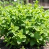 Mint Live Herb Plant – Fresh Edible Leaves, 4.5-inch Pot, 8-10 inches Tall - Image 1