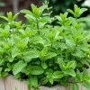 Mint Live Plant – Fresh Edible Herb – 3.5-inch Pot – 6-7 Inches Tall – Outdoor Gardening - Image 1