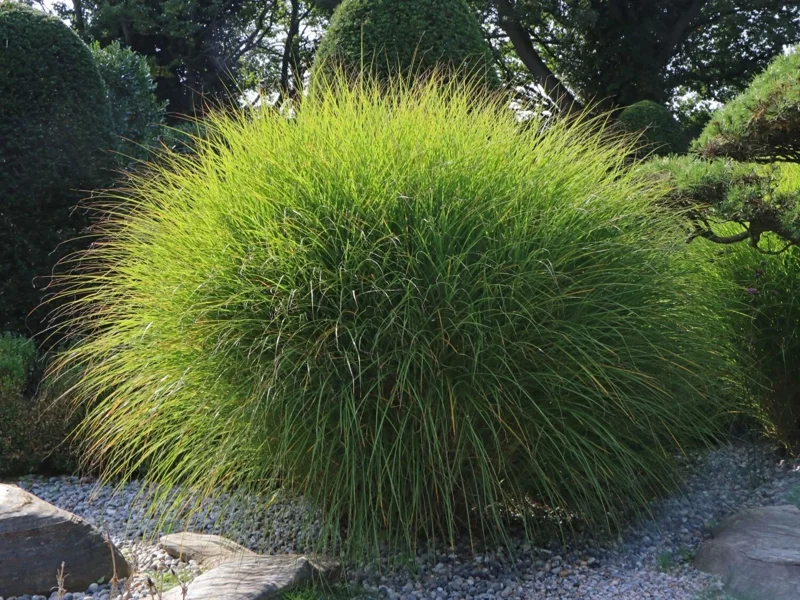 Miscanthus Gracillimus Maidenhair Grass Live Starter Plant – Outdoor Ornamental Grass - Image 2