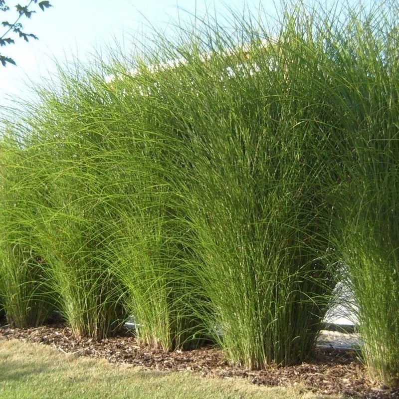 Miscanthus Gracillimus Maidenhair Grass Live Starter Plant – Outdoor Ornamental Grass Miscanthus Gracillimus Maidenhair Grass Live Starter Plant – Outdoor Ornamental Grass - Image 3