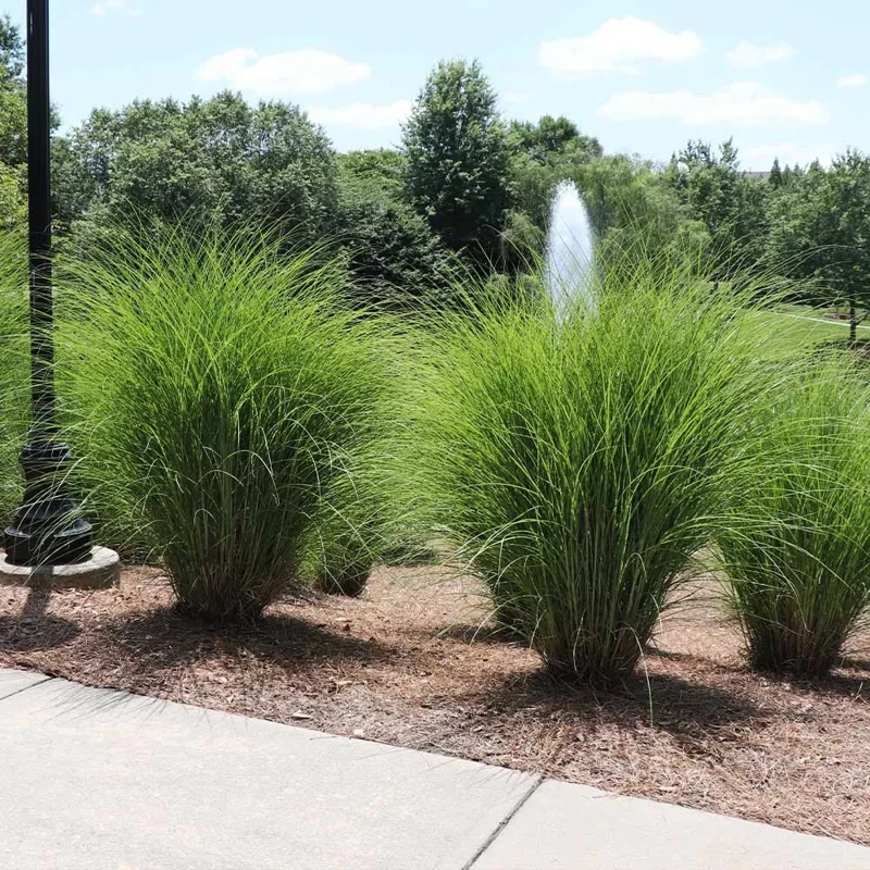 Miscanthus Gracillimus Maidenhair Grass Live Starter Plant – Outdoor Ornamental Grass Miscanthus Gracillimus Maidenhair Grass Live Starter Plant – Outdoor Ornamental Grass - Image 4