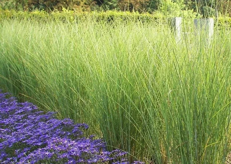 Miscanthus Gracillimus Maidenhair Grass Live Starter Plant – Outdoor Ornamental Grass Miscanthus Gracillimus Maidenhair Grass Live Starter Plant – Outdoor Ornamental Grass - Image 5