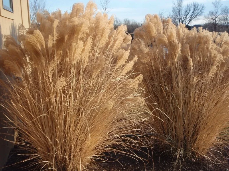 Miscanthus Gracillimus Maidenhair Grass Live Starter Plant – Outdoor Ornamental Grass Miscanthus Gracillimus Maidenhair Grass Live Starter Plant – Outdoor Ornamental Grass - Image 6